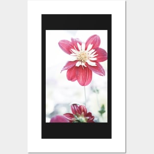 Dahlia flower 1 Posters and Art